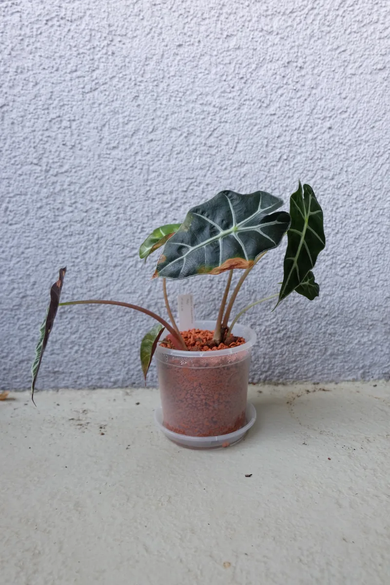Kamerplant met kleikorrels in een pot