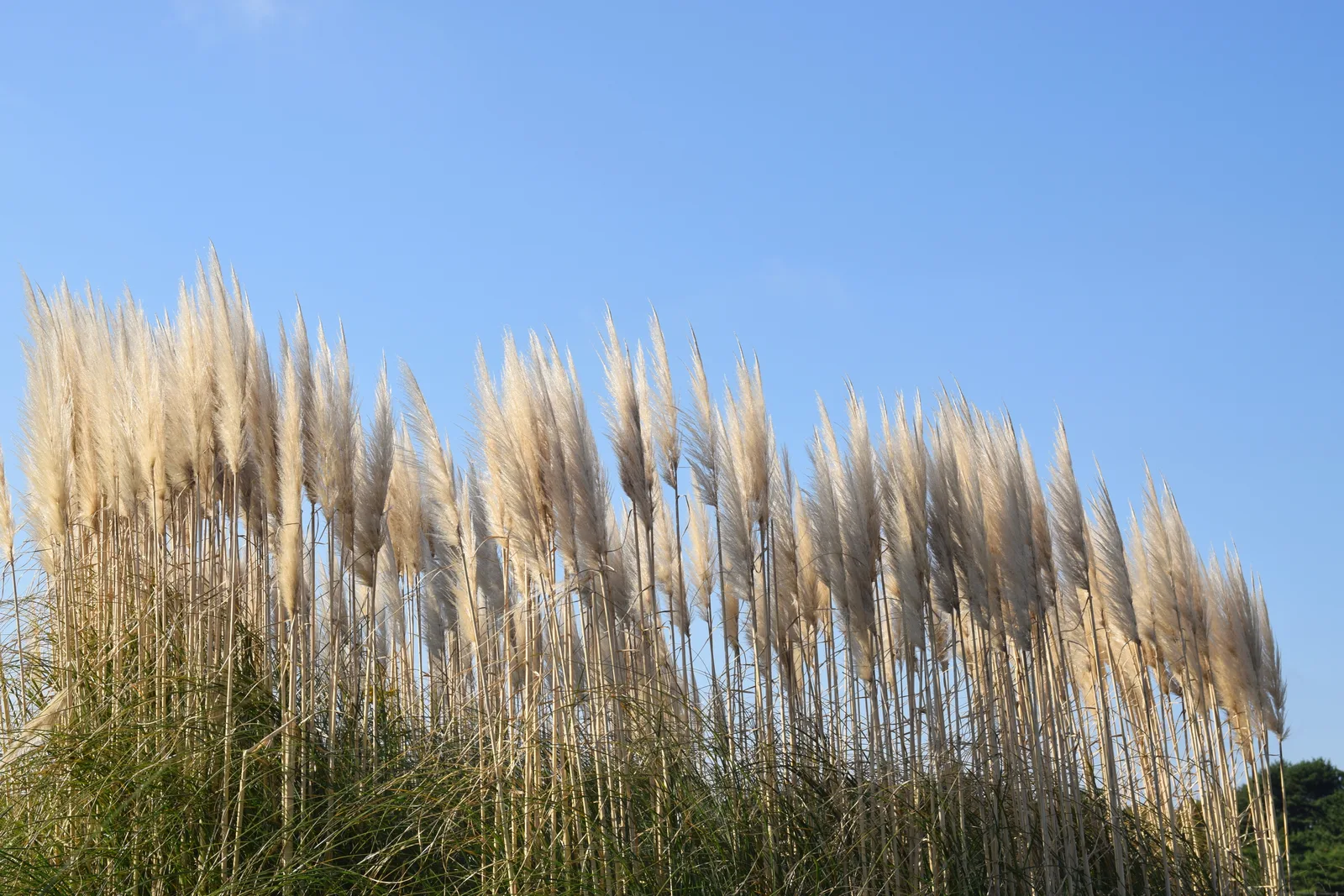 Pampasgras met pluimen tegen een blauwe lucht