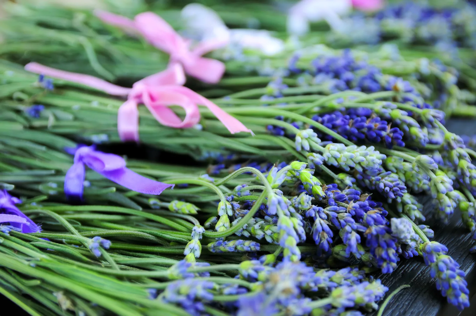 Bundels gedroogde lavendel met lint