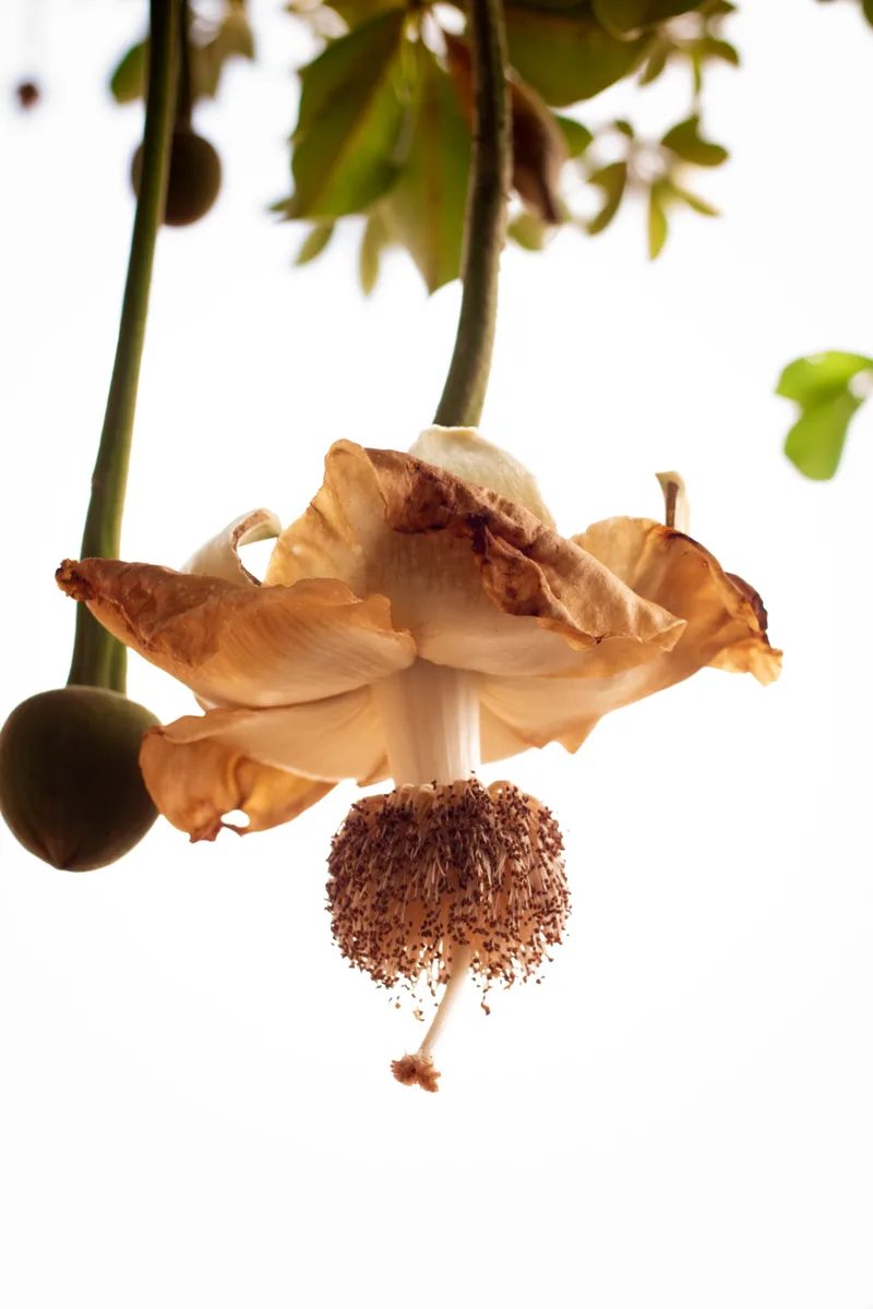 Gedroogde bloembossen hangend te drogen